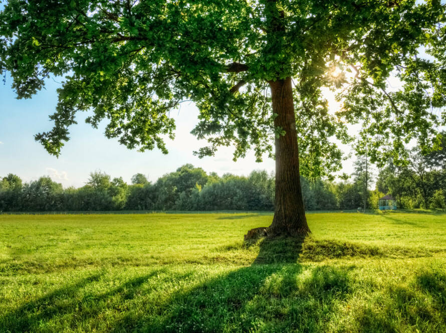 Albero della Vita